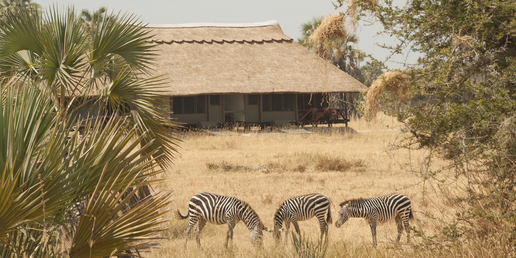 tyfoon embargo Calamiteit Maramboi Tented Camp | Luxury Tanzania Lodges | Yellow Zebra Safaris