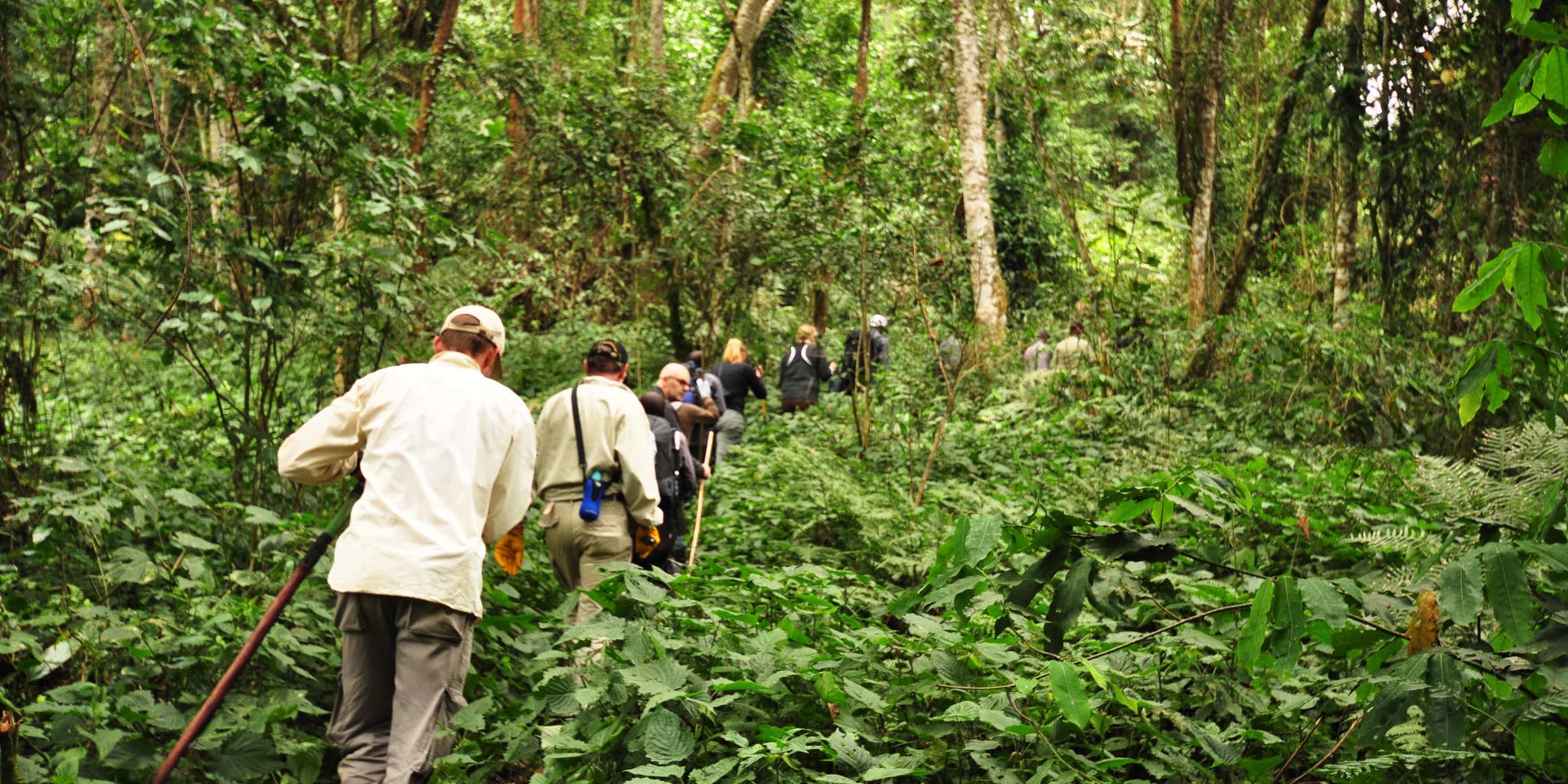 walking safari, bwindi impenetrable national park, uganda safaris