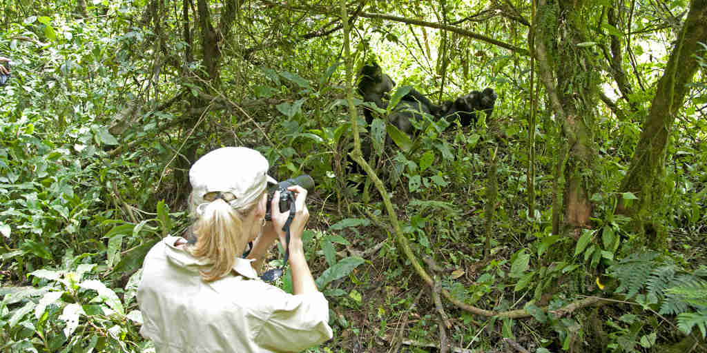 gorilla photography, bwindi impenetrable national park, uganda safaris