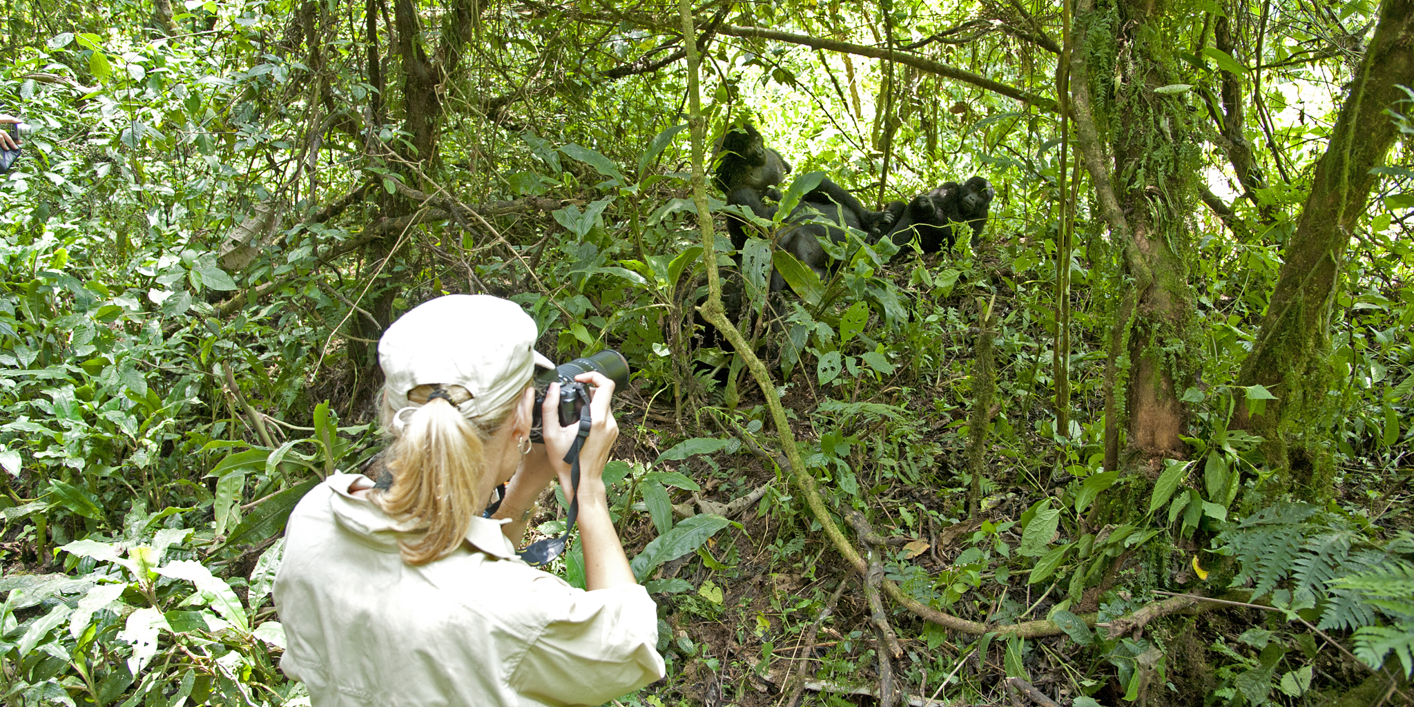 gorilla photography, bwindi impenetrable national park, uganda safaris