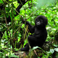 baby gorilla, uganda safari holidays