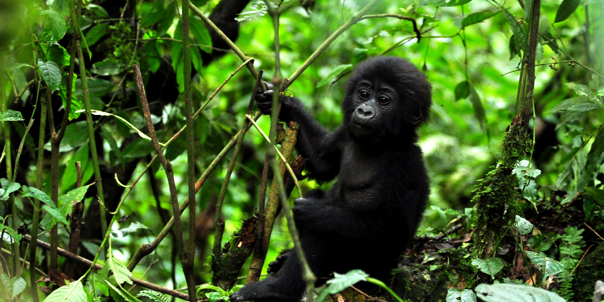 baby gorilla, bwindi impenetrable national park, uganda safaris