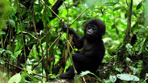 baby gorilla, uganda safari holidays