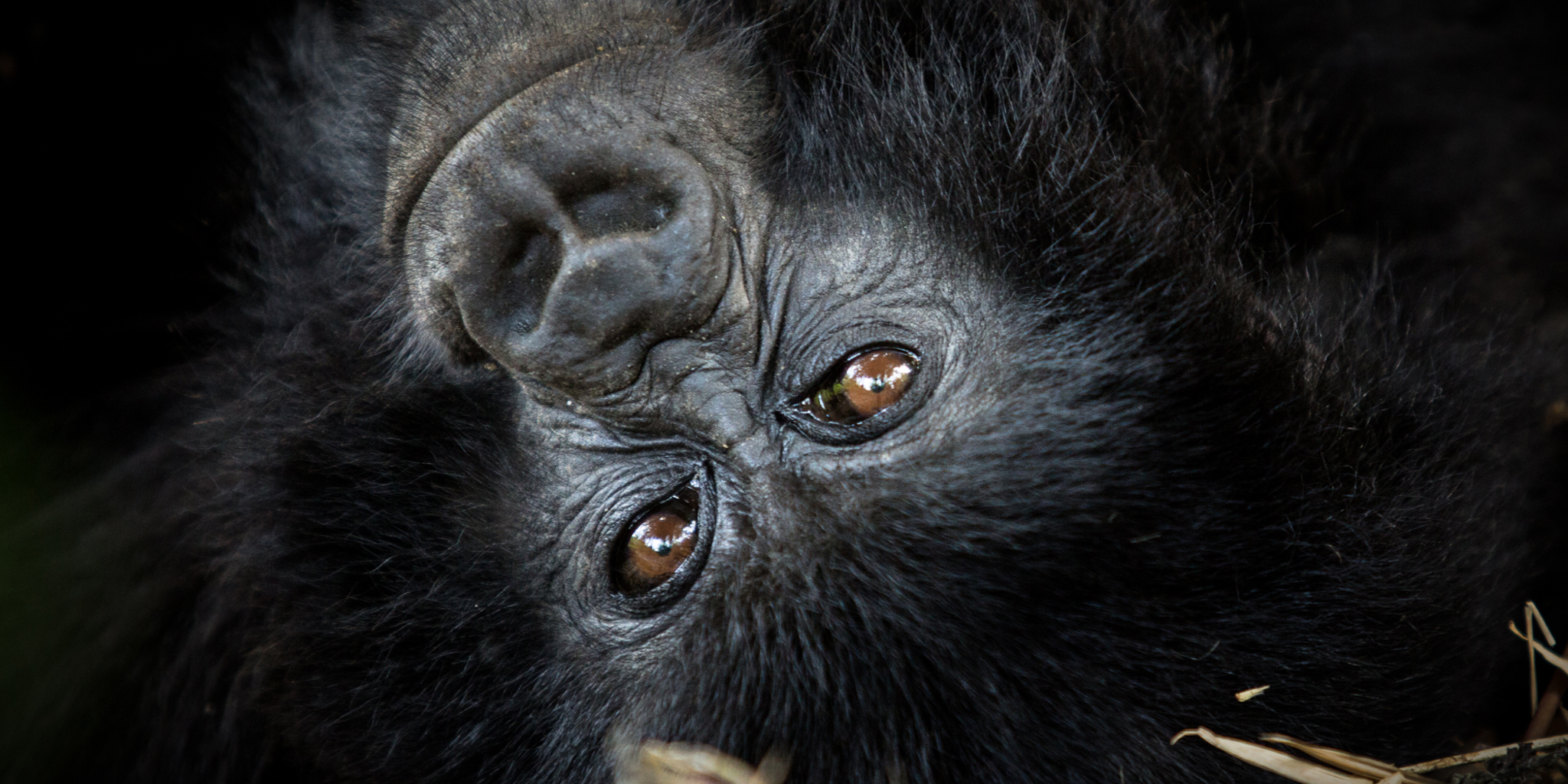 gorilla close up, uganda safaris, kenya holidays