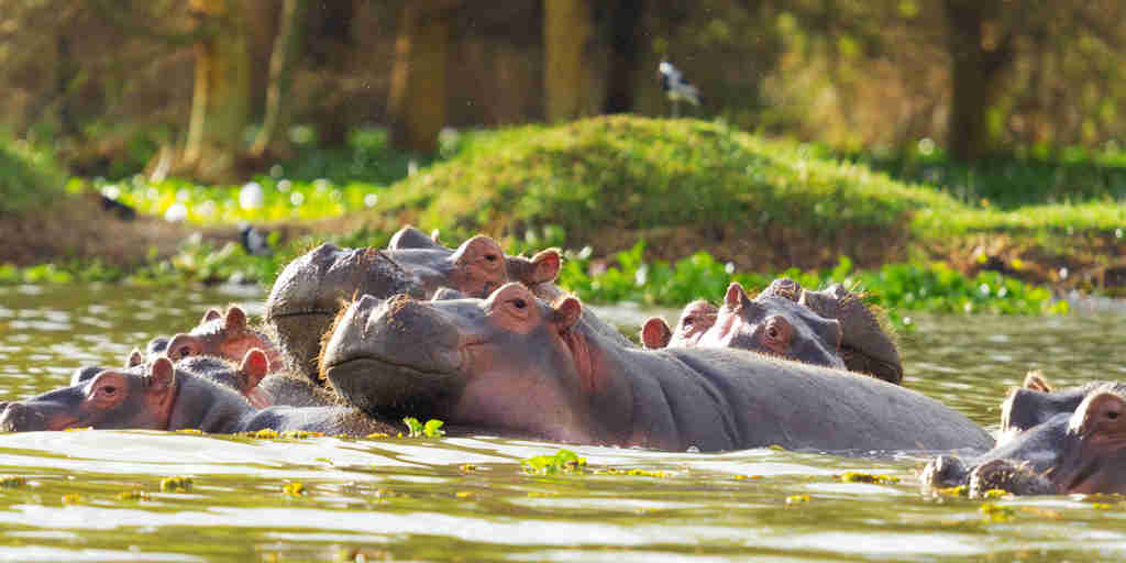 Hippo in the Mara river, Kenya safari holidays