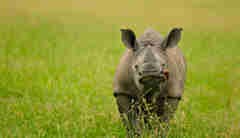 INY Save the Rhino1