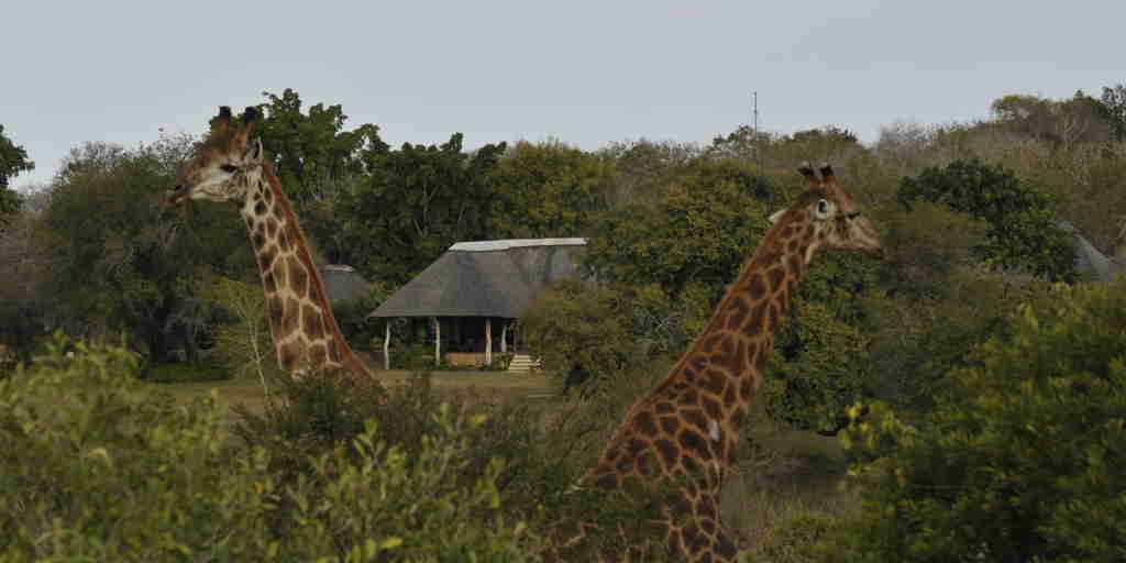 Lodge Giraffe