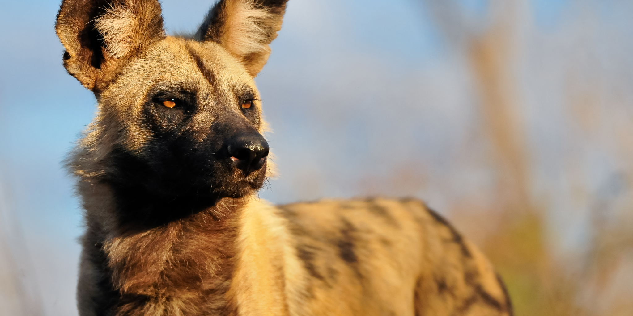 Wild dog