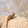 mongoose, thornybush game reserve, south africa safaris