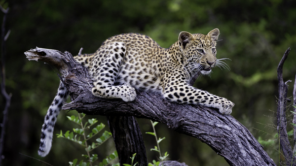 leopard3