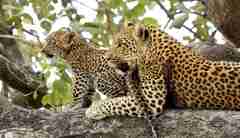 leopard cub mother tree botswana yellow zebra safaris