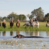 Horseback Safaris, Macatoo Camp, Okavango Delta, Botswana