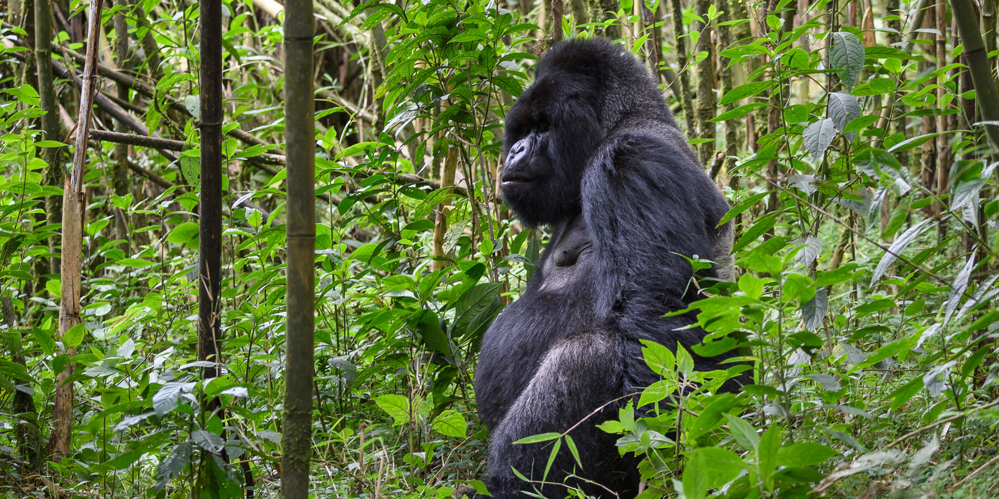 Wilderness Bisate Lodge | Luxury Rwanda Safaris | Yellow Zebra Safaris