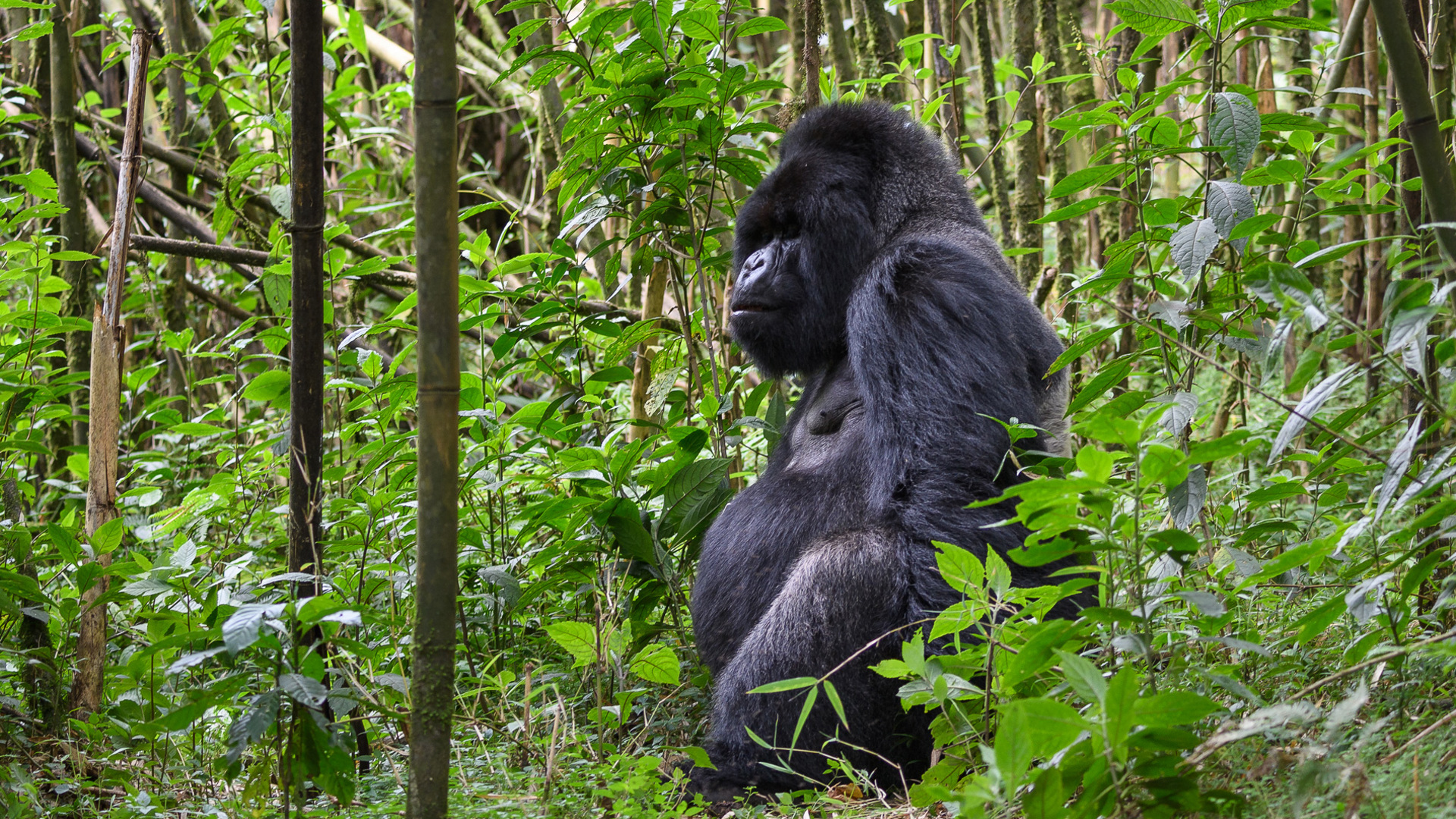 rwanda 251e