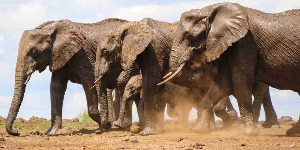 Elephant safaris in the Lewa wildlife conservancy, Africa