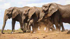 Elephant in Lewa borana landscape, Kenya safaris