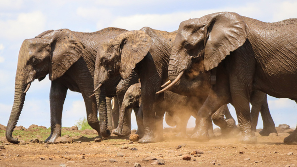 Elephant safaris in the Lewa wildlife conservancy, Africa