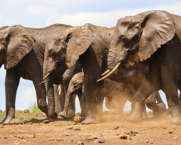 Elephant safaris in the Lewa wildlife conservancy, Africa