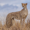 Cheetah safaris, Lewa borana landscape, Kenya vacations