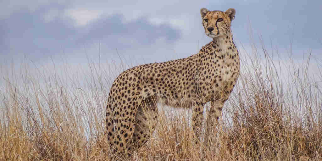 Cheetah safaris, Lewa borana landscape, Kenya vacations