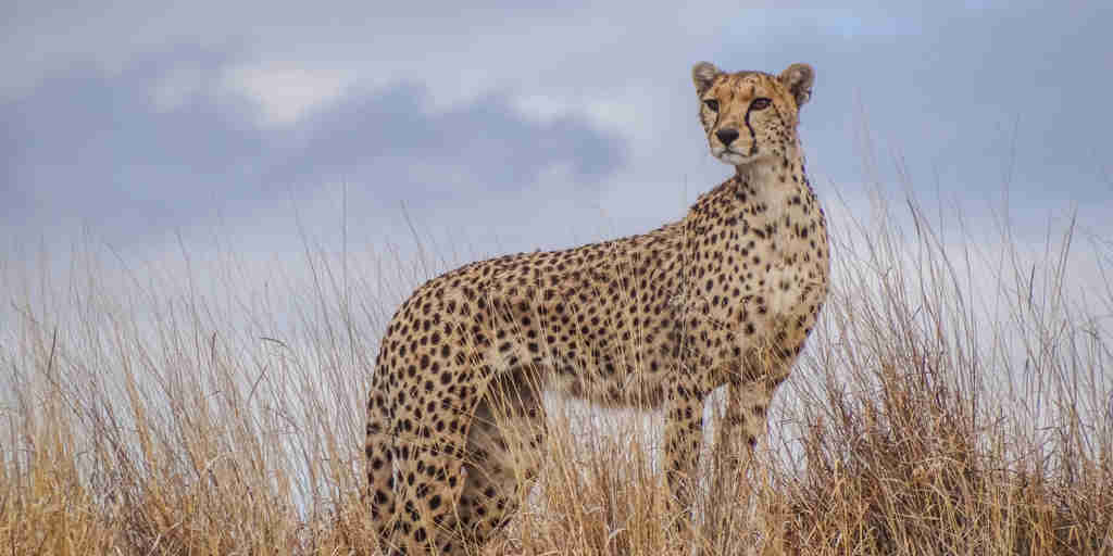 Cheetah safaris, Lewa borana landscape, Kenya holidays