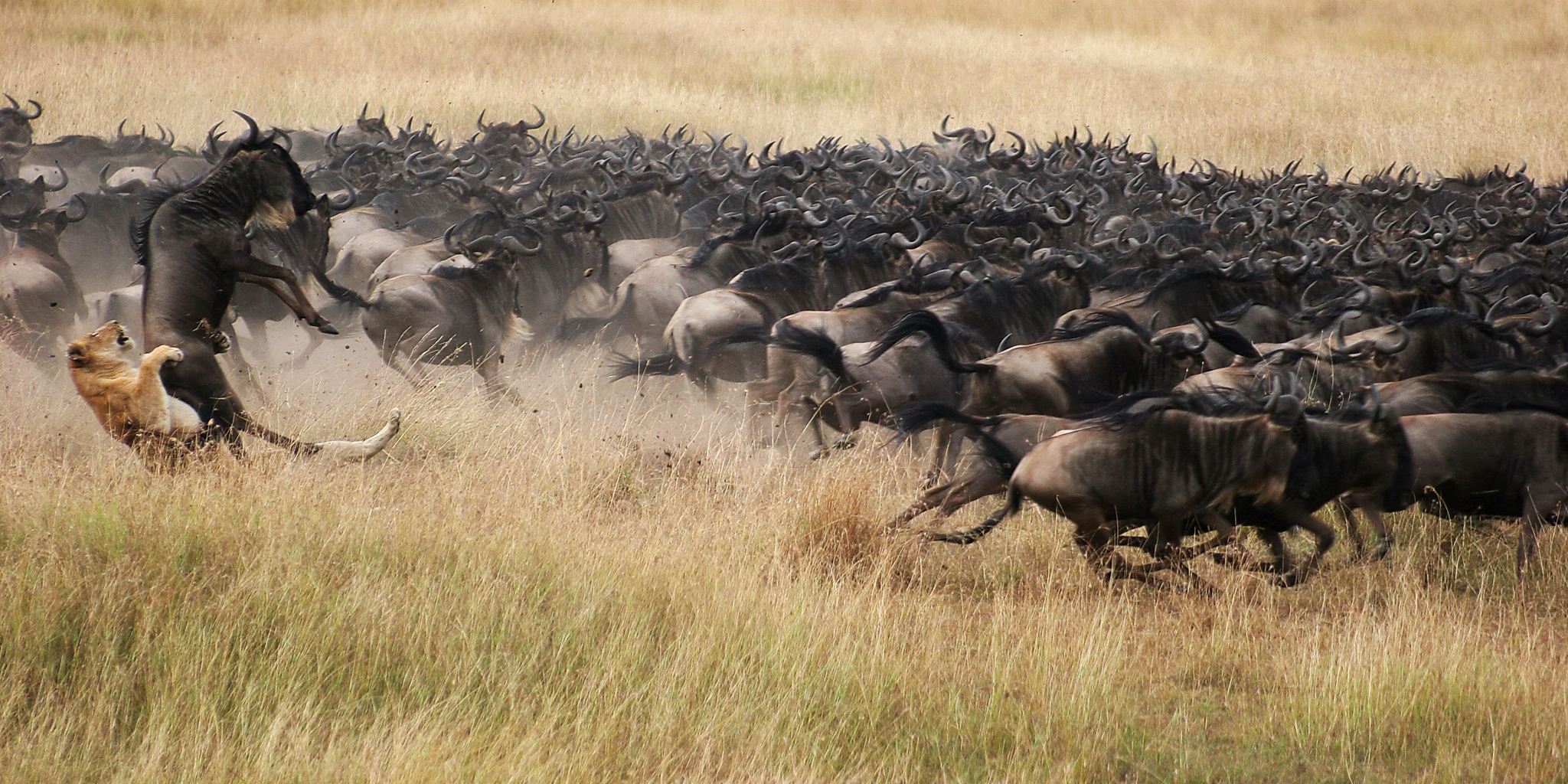 MaraPlains Kenya Wildlife Copyright AJPatel 5293