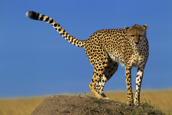  Copyright Beverly Joubert Mara Wildlife Kenya 5239