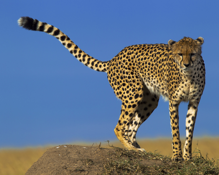  Copyright Beverly Joubert Mara Wildlife Kenya 5239