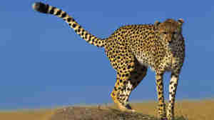  Copyright Beverly Joubert Mara Wildlife Kenya 5239