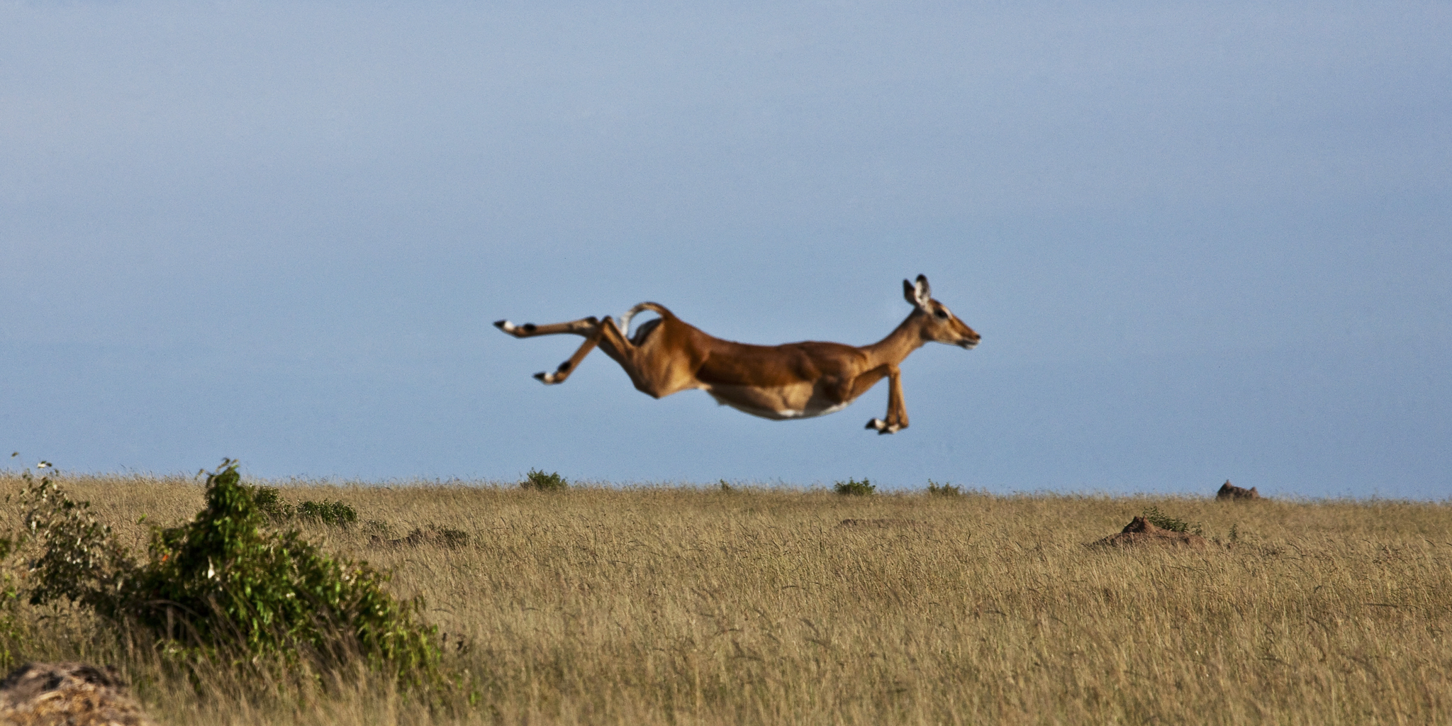  Copyright Beverly Joubert Mara Wildlife Kenya 5249