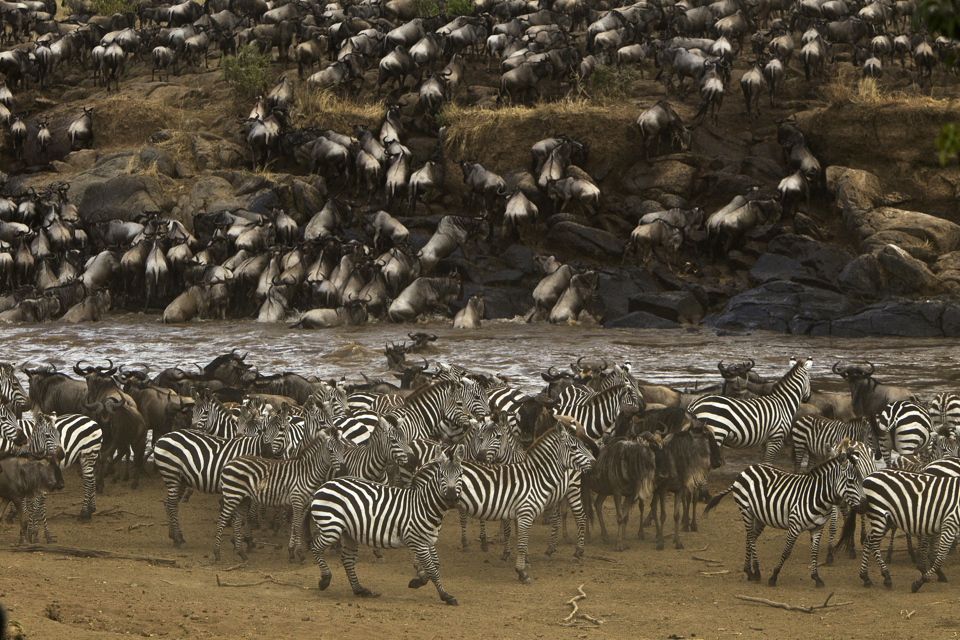 Zebra and Wildebeest, Maasai Mara NR, Kenya