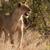 Lion in the Samburu national reserve, Kenya safaris