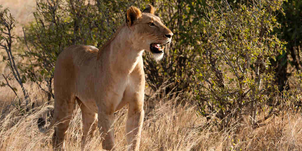 Lion in the Samburu national reserve, Kenya safaris