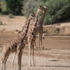 Giraffe in the Samburu national reserve, Kenya safaris