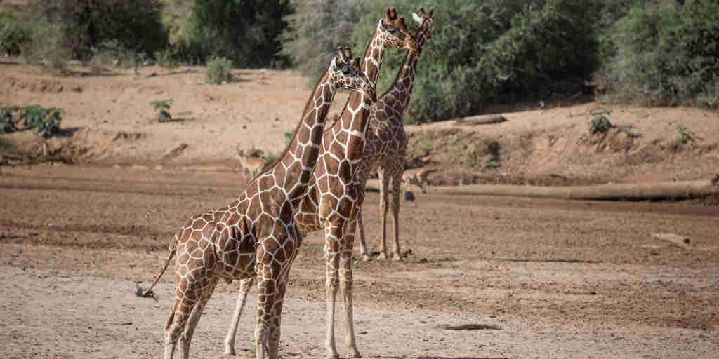 Giraffe in the Samburu national reserve, Kenya safaris