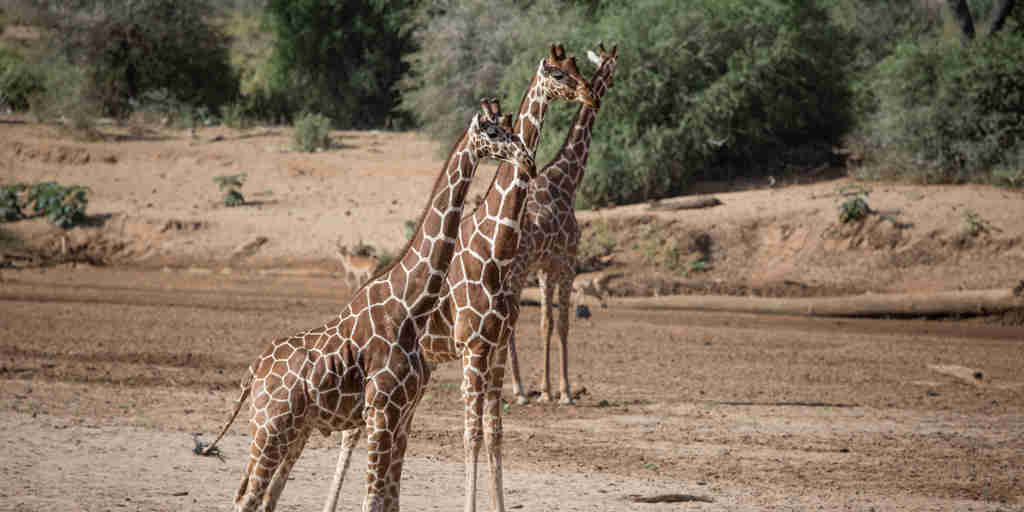 Giraffe in the Samburu national reserve, Kenya safaris