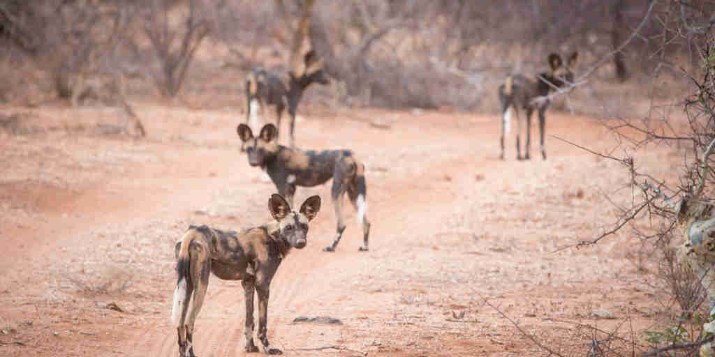 Wild dog safaris, Samburu national reserve, Kenya