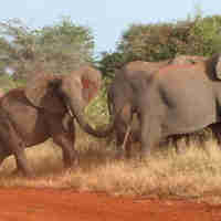 Meru breeding herd of eleph