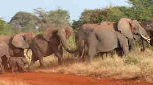 Meru breeding herd of eleph