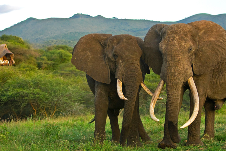 OI Donyo Lodge (26)