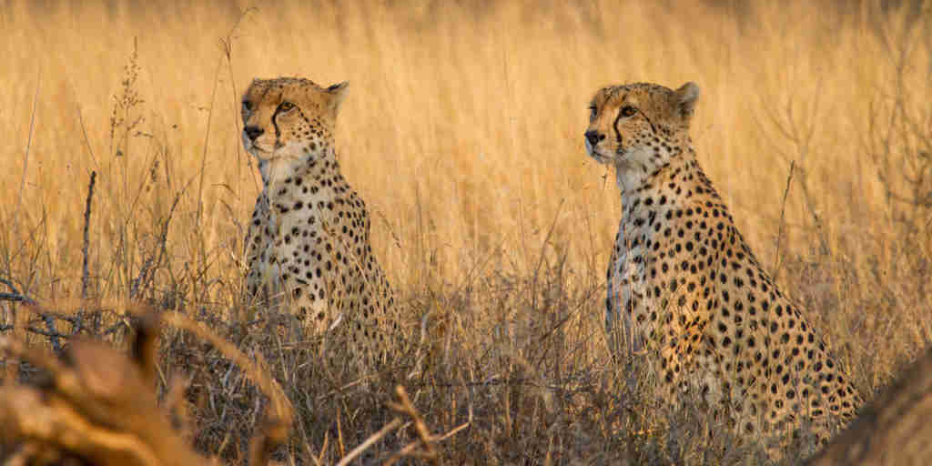cheetah in the Chyulu hills, kenya safaris