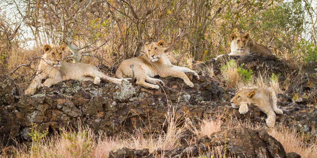 lion safaris, amboseli national park, kenya holidays
