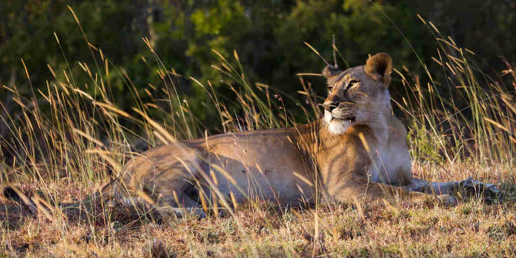 lion safaris, amboseli and chyulu hills, kenya