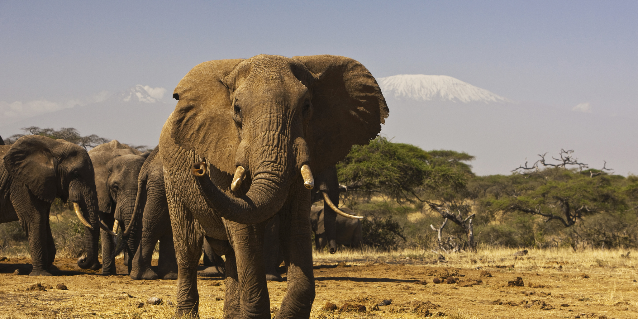 elephant herd, Amboseli and the Chyulu Hills, Kenya