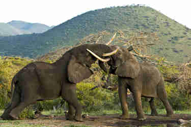  Copyright Beverly Joubert OlDonyo Wildlife Kenya 5731