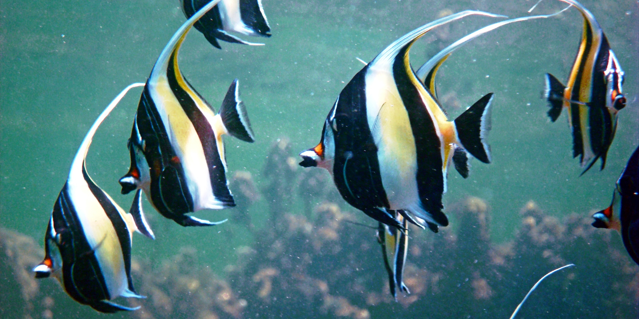 coral reef, lamu archipelago holidays, kenya safaris