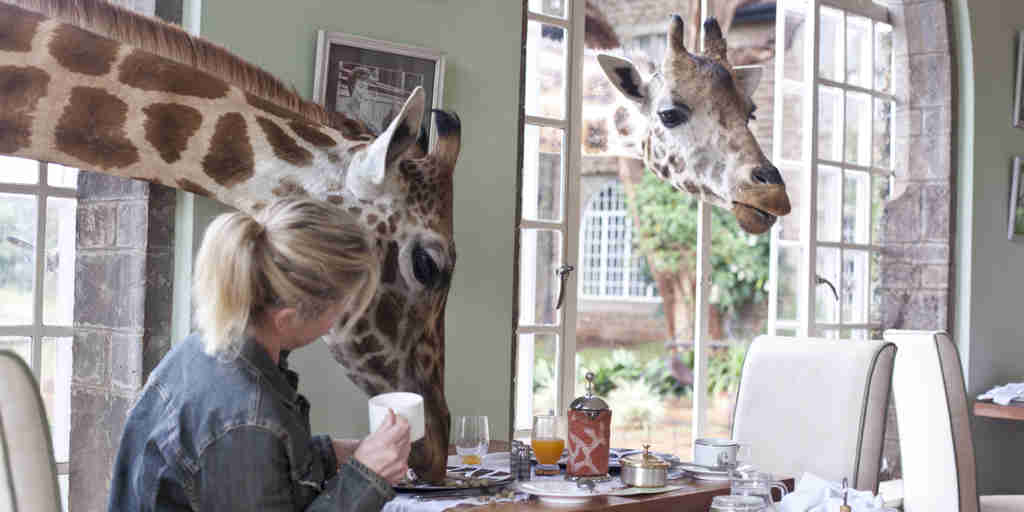 giraffe manor, Nairobi city, Kenya safari holidays