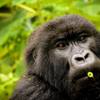 sabyinyo gorilla with celery straw   alisa bowen 