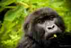 sabyinyo gorilla with celery straw   alisa bowen 