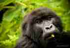 sabyinyo gorilla with celery straw   alisa bowen 